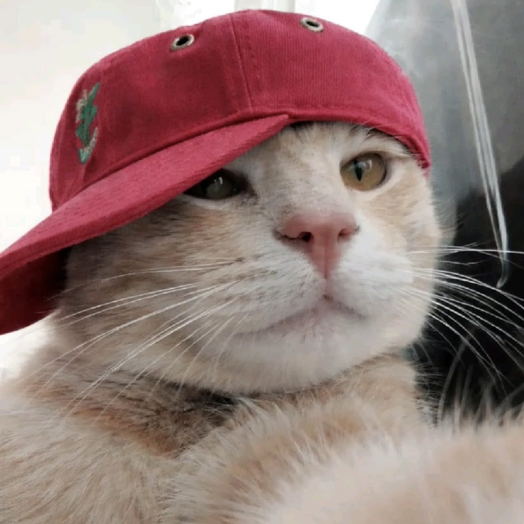 silly cat