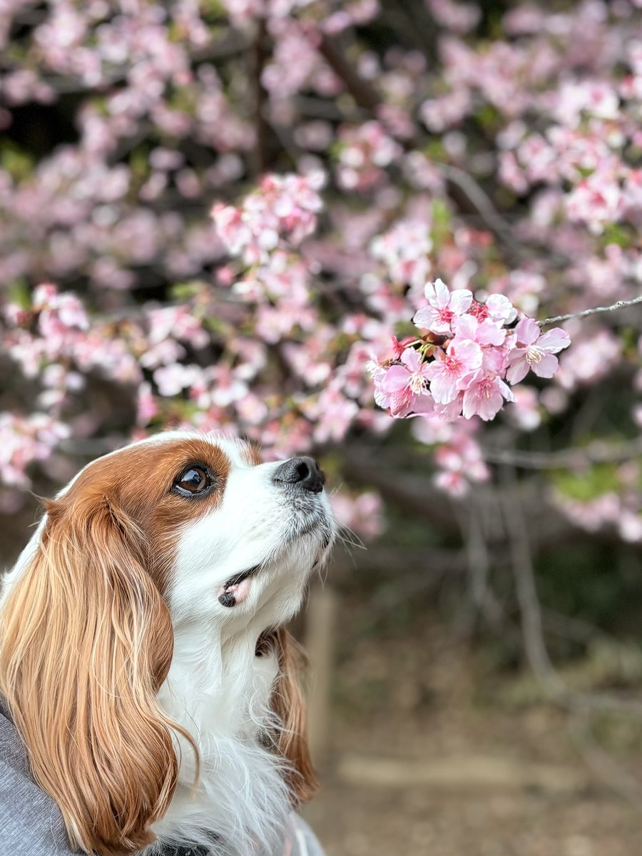 oliver_marimo's tweet photo. 近所の公園の河津桜が満開。今年もオリバーと桜が見られました😊
#キャバリア
#犬の居る生活
#サクラ通信 https://t.co/o1wUeJouu5