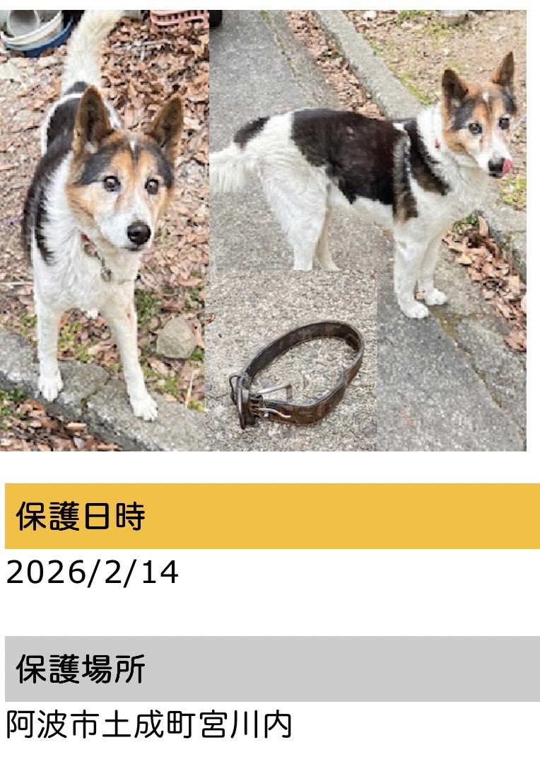 拡散希望
迷い犬を保護

日時　
2026年2月14日
場所：阿波市土成町宮川内
犬種：雑種（オス）
毛色：白・黒茶ぶち
首輪：黒色（革製）

帰りを待っている大切なご家族がいらっしゃるかもしれません。

お心当たりのある方は、ご連絡をお願いいたします。

徳島県動物愛護管理センター
088-636-6122