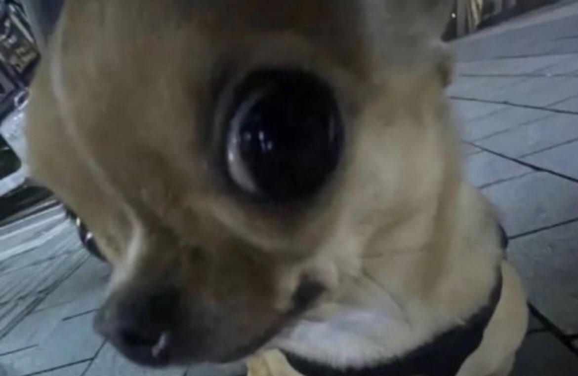 ㅆ밬돌갯네 개좋아섴ㅋㅋㅋㅋㅋㅋㅋㅋ