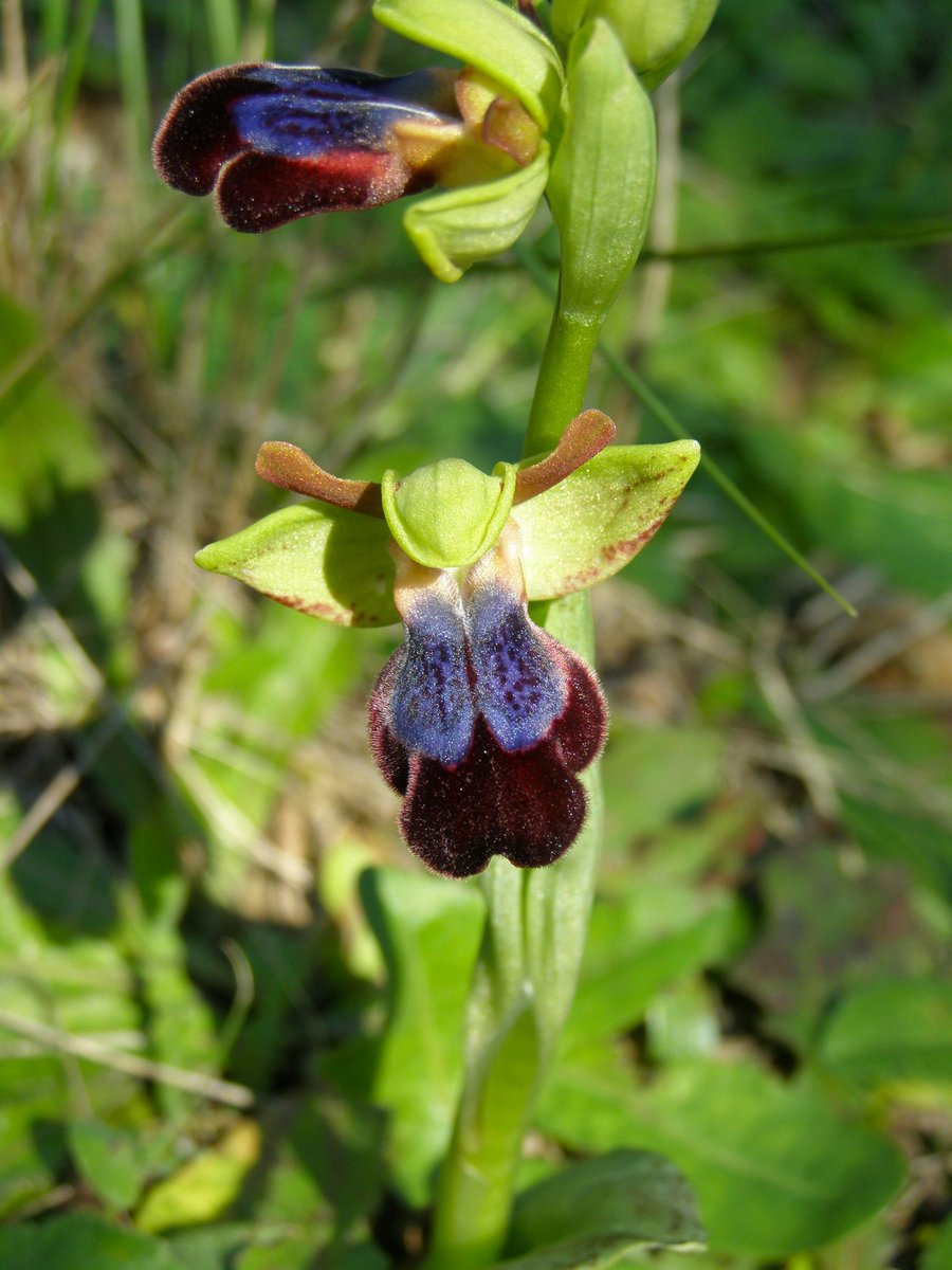 Panayiotis G Dimitrakopoulos tweet media