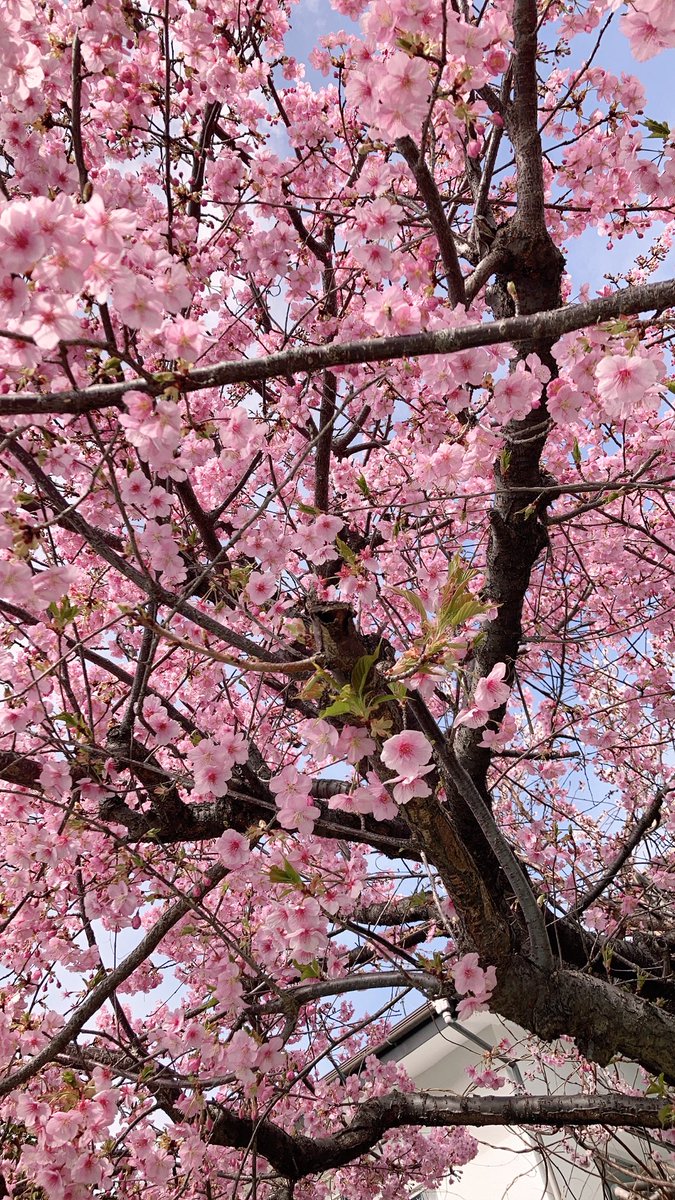 とろ美 tweet media