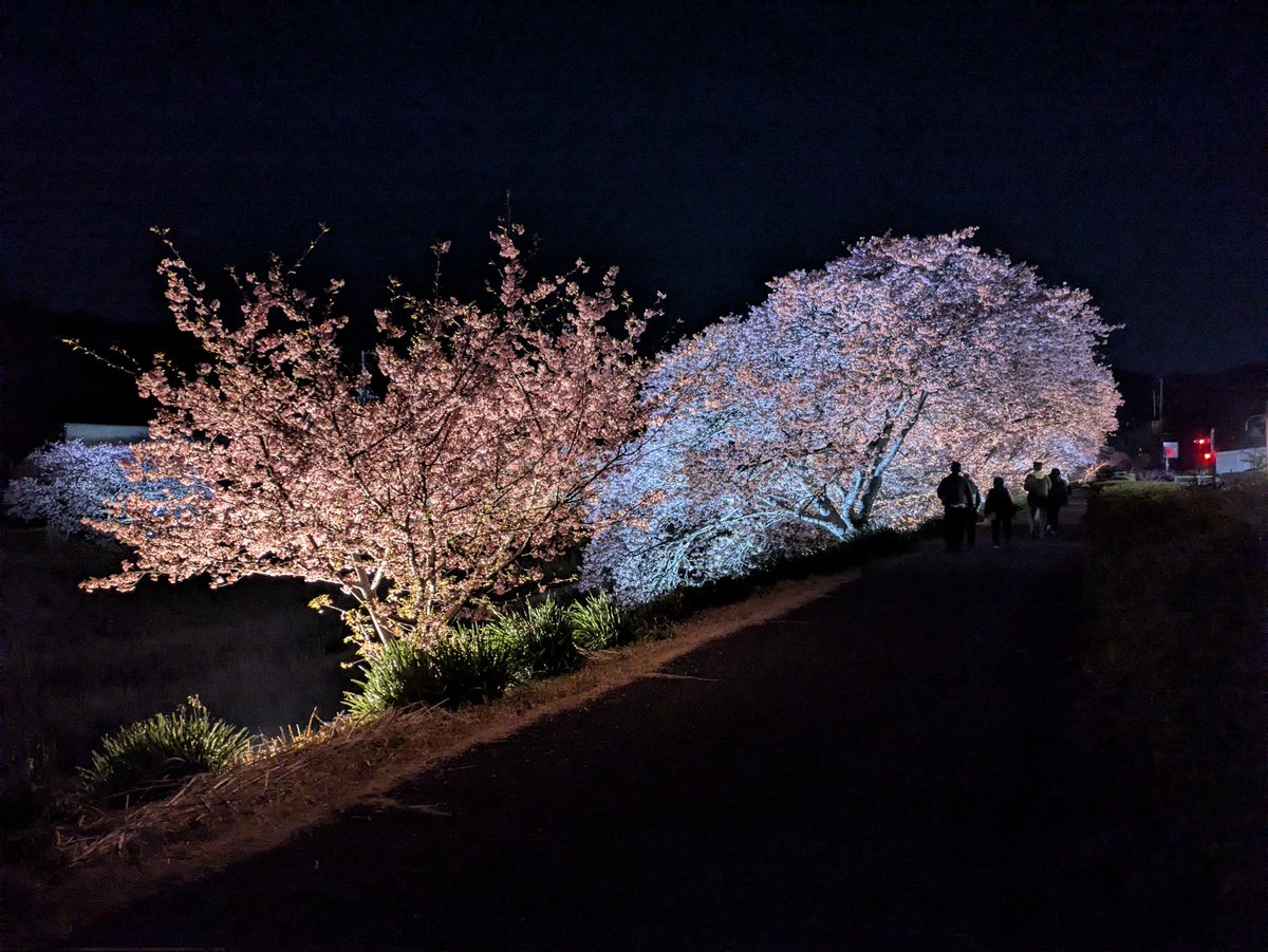 Post by 久古西 on X: 夜桜