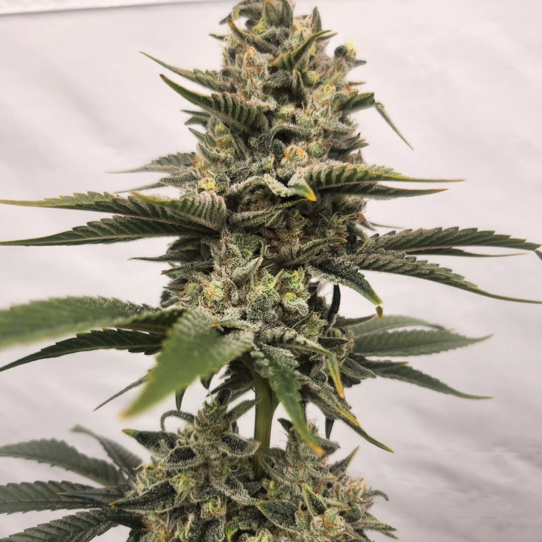 JasonFarm420's tweet photo. One of our selected S1 phenos 🌿 Kees’ Old School Haze × Rainbow Z showing true hybrid vigor — strong structure, loud terps, and clean growth.🍬🍋🔥 https://t.co/K8WOKyp9IK