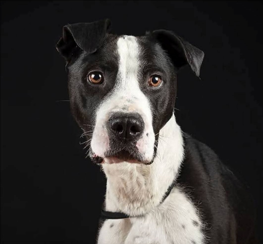 SosAbuelos1's tweet photo. #MADRID
#BREOGAN tiene 8 años. Es el perro que todo el mundo quisiera tener.
Apto con gatos.
Muy sociable con otros perros
Pasea genial con correa.
Es muy pegajoso con las personas.
Juguetón y muy simpático.
Tiene un poco de artrosis en la patita delantera, que seguro que con cuidados y buena vida, mejorará muchísimo.
Breo necesita una familia tan amorosa como es él.
Contacto: WhatsApp 689 20 87 75 // Luchandoporlosppp@gmail.com