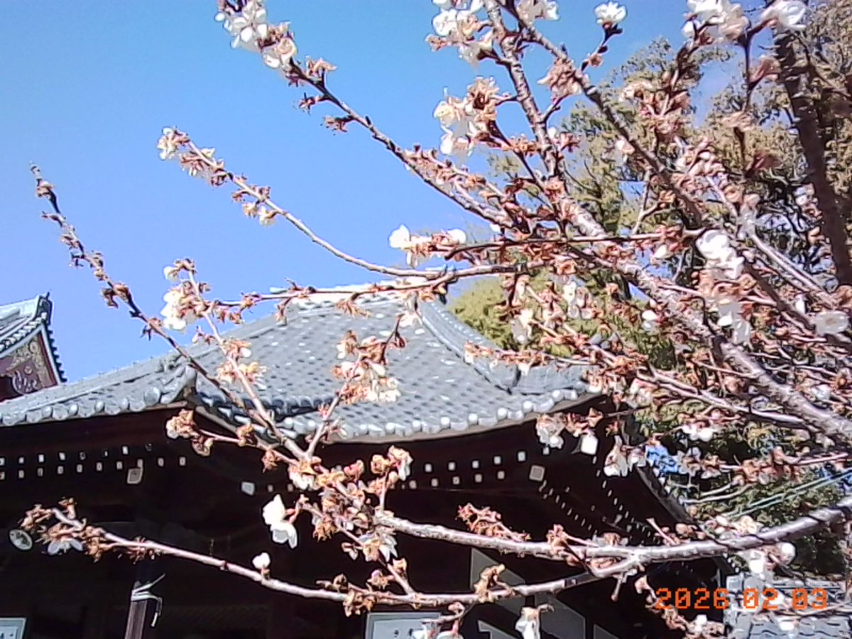 satsukiruca tweet media