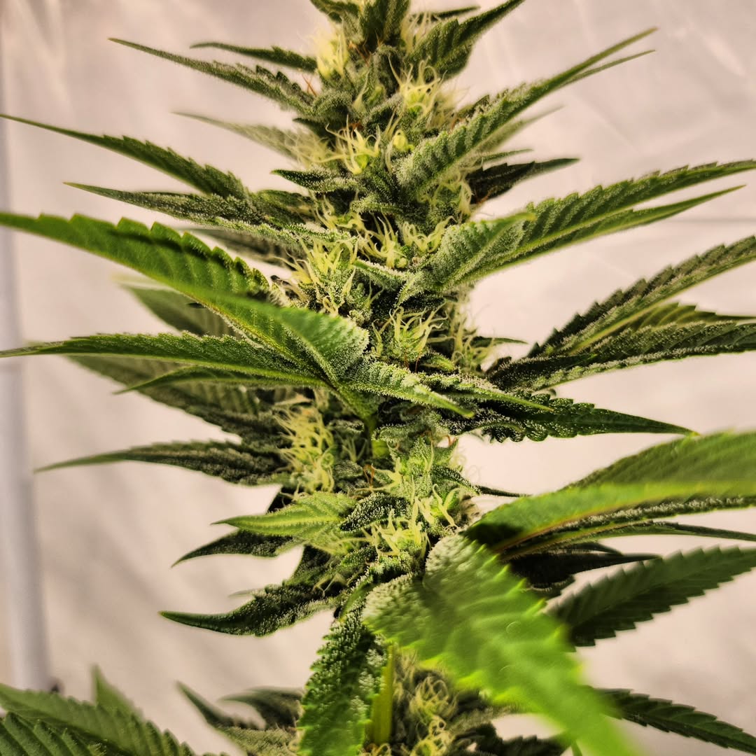 JasonFarm420's tweet photo. Real cannabis breeding isn’t about stacking hype names. It’s about unlocking genetic memory. 🧬 Mold resistance isn’t luck, it’s evolution under pressure. Terp profiles don’t just taste good, they’re biochemical signals. The best cultivars aren’t always pretty, they’re survivors. https://t.co/ZizpNipCp6