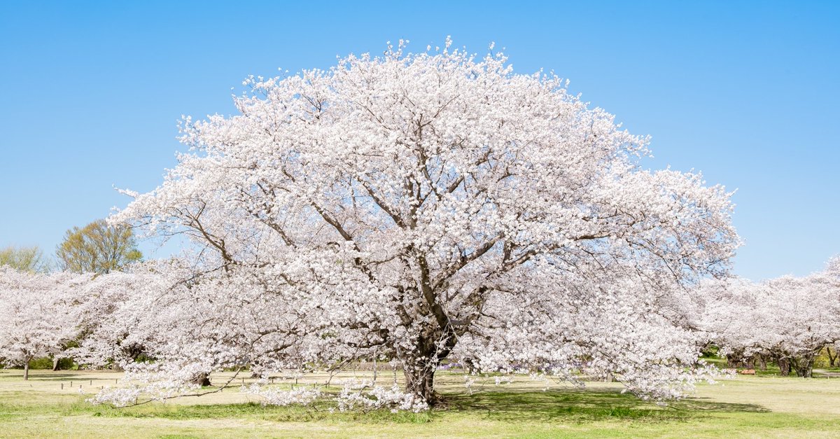 travelroad5's tweet photo. 【東京都の花見スポットまとめ】
・1枚目：上野恩賜公園(台東区)
・2枚目：目黒川(目黒区)
・3枚目：千鳥ヶ淵(千代田区)
・4枚目：国営昭和記念公園(昭島市)
・国立大学通り(国立市)
・井の頭恩賜公園(武蔵野市)
・新宿御苑(新宿区)
・明治神宮外苑(新宿区)
・六義園(文京区)
・小石川後楽園(文京区)
・隅田公園(墨田区)
・旧中川水辺公園(墨田区)
・東京スカイツリー周辺(墨田区)
・錦糸公園(墨田区)
・大横川親水公園(墨田区)'
・代々木公園(渋谷区)
・駒場公園(目黒区)
・飛鳥山公園(北区)
・旧中川の桜(江戸川区)
・葛西臨海公園(江戸川区)
・小松川千本桜(江戸川区)
・ホテルニューオータニ(千代田区)
・靖国神社(千代田区)
・日比谷公園(千代田区)
・北の丸公園(千代田区)
・外濠公園(千代田区)
・木場公園(江東区)
・清澄庭園(江東区)
・猿江公園(江東区)
・芝公園(港区)
・グランドプリンスホテル高輪(港区)
・東京ミッドタウン(港区)
・潮風公園(品川区)
・江戸桜通り(中央区)
・浜離宮恩賜庭園(中央区)
・ホテル椿山荘東京(中央区)
・砧公園(世田谷区)
・駒沢オリンピック公園(世田谷区)
・西ケ原みんなの公園の桜(北区)
・飛鳥山公園(北区)
・池上本門寺(大田区)
・光が丘公園(練馬区)
・舎人公園(足立区)
・よみうりランド(稲城市)
・小金井公園(小金井市)
・小野田中央公園(八王子市)