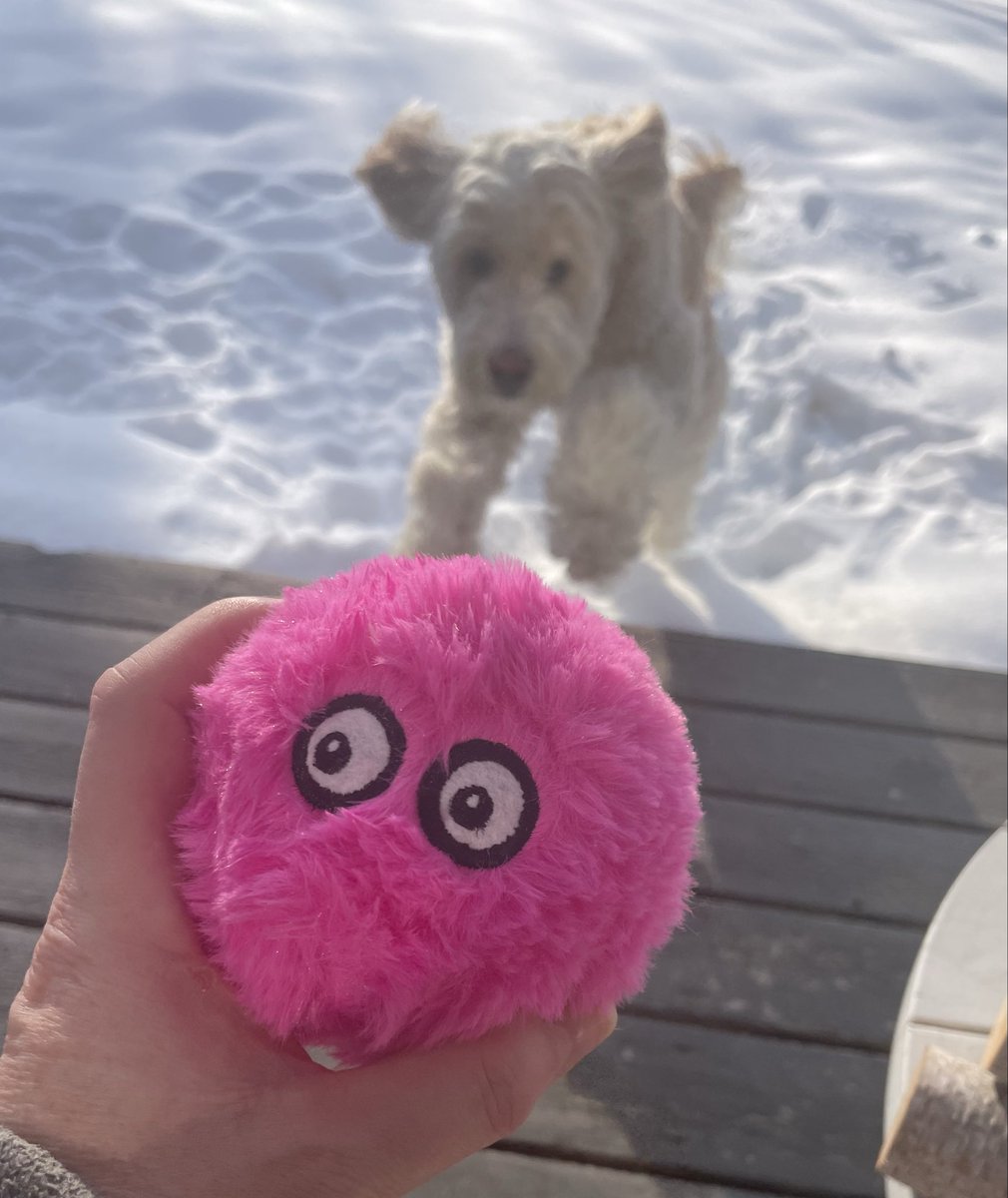 Adventures Of Skye tweet media