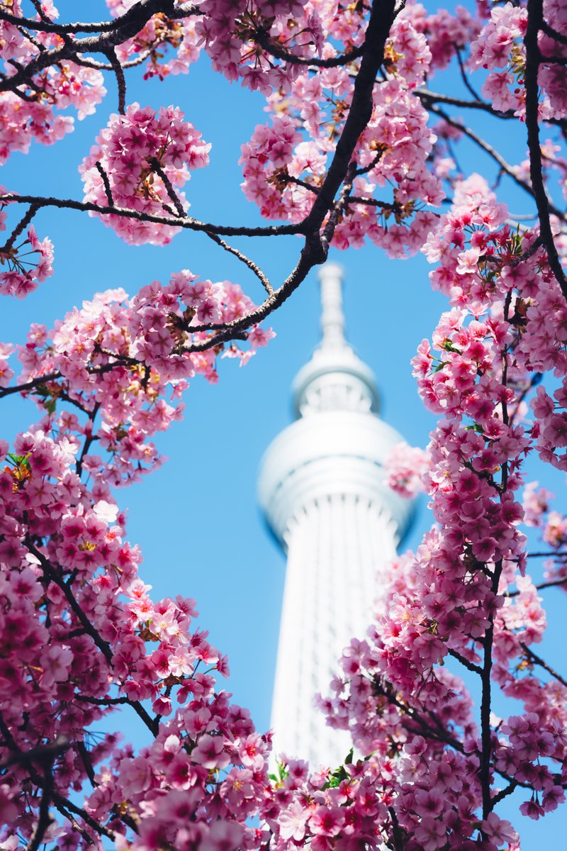 桜とスカイツリー