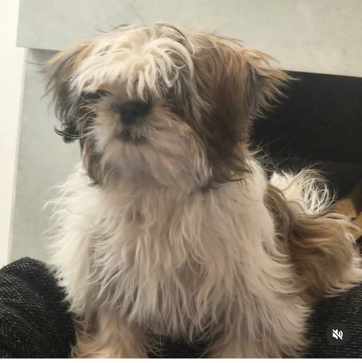 Passione Maite tweet media