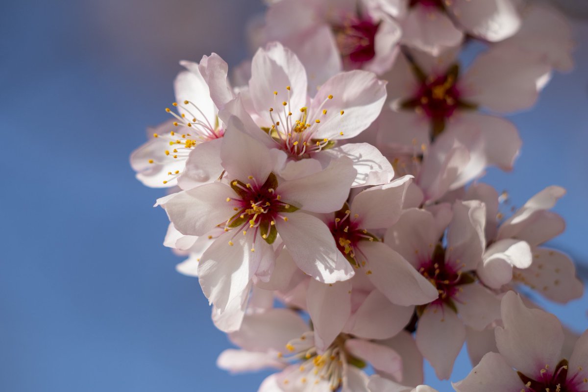 Faisal Bashir tweet media