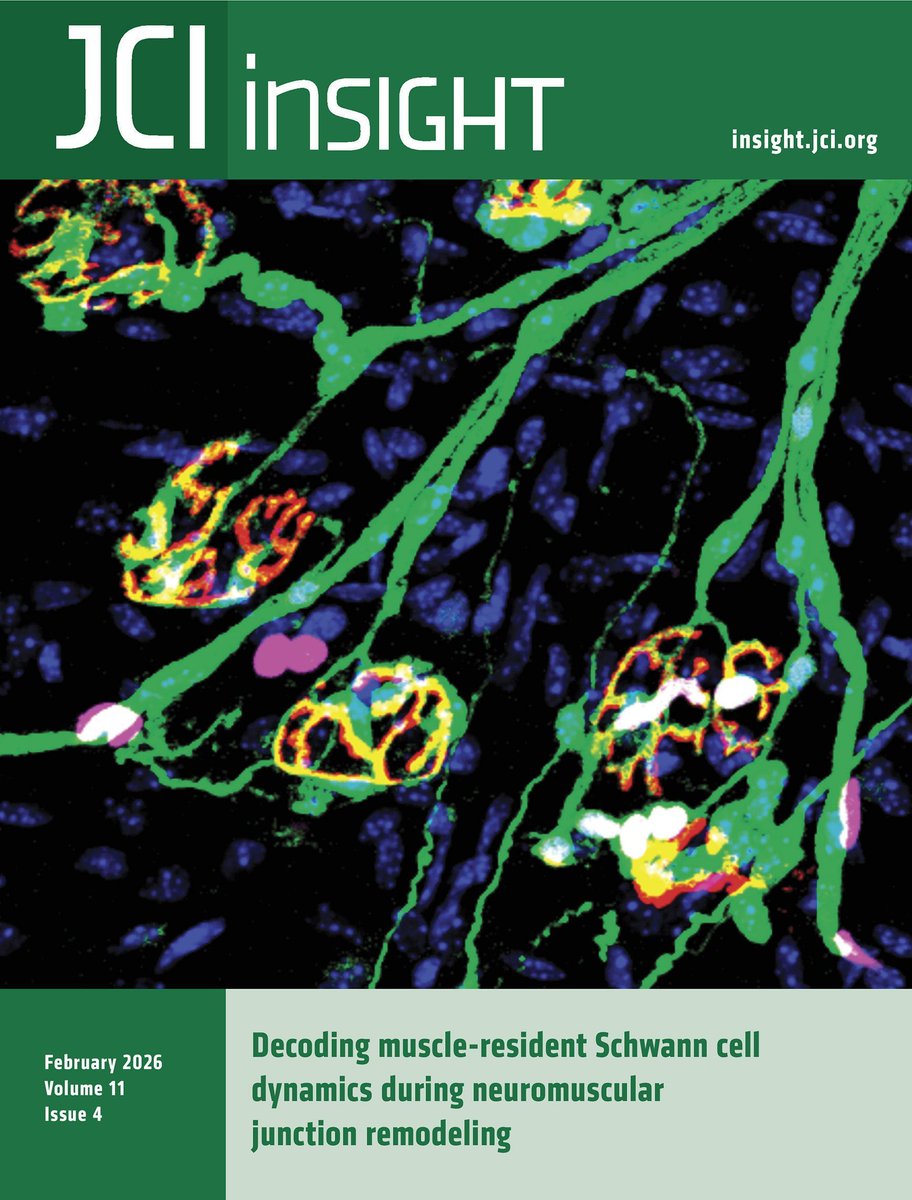 JCI_insight's tweet image. ICYMI: Suggesting a potential therapy for these #autism-related symptoms and intellectual #disability…

This issue’s Cover features work by Hannelore Ehrenreich &amp;amp; team @uniklinik_hd on the improvement of #Primose syndrome traits in a mouse model (comparable to the human
