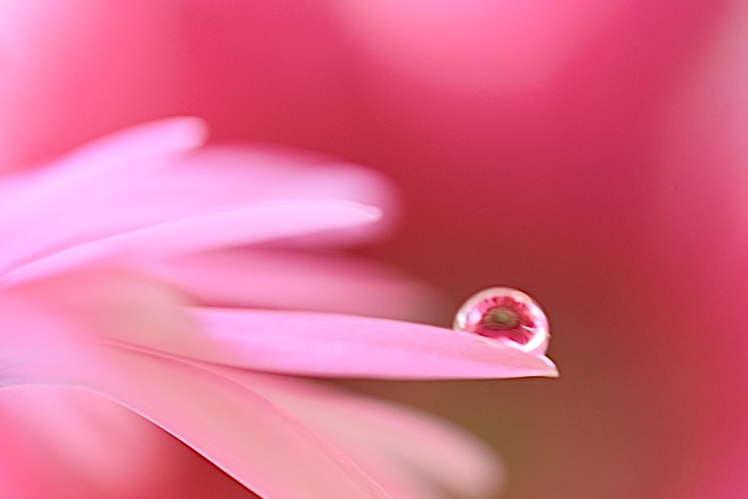 引用元の写真の中で 特に頑張ったのはしずく撮影！ はじめてのマクロ