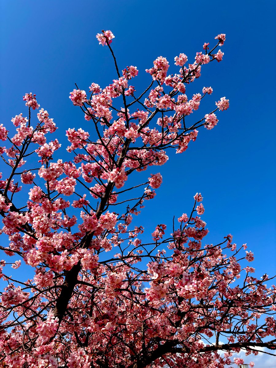 2月は年を重ね、美味しいものをたらふくいただき、梅を愛でた。