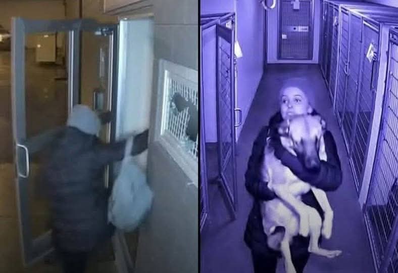 A woman learned her former dog had been surrendered to a kill shelter by her ex-boyfriend. She'd been searching for the dog for months after their breakup. The dog was scheduled for euthanasia the next morning.

She arrived after closing and found the facility locked. She broke a