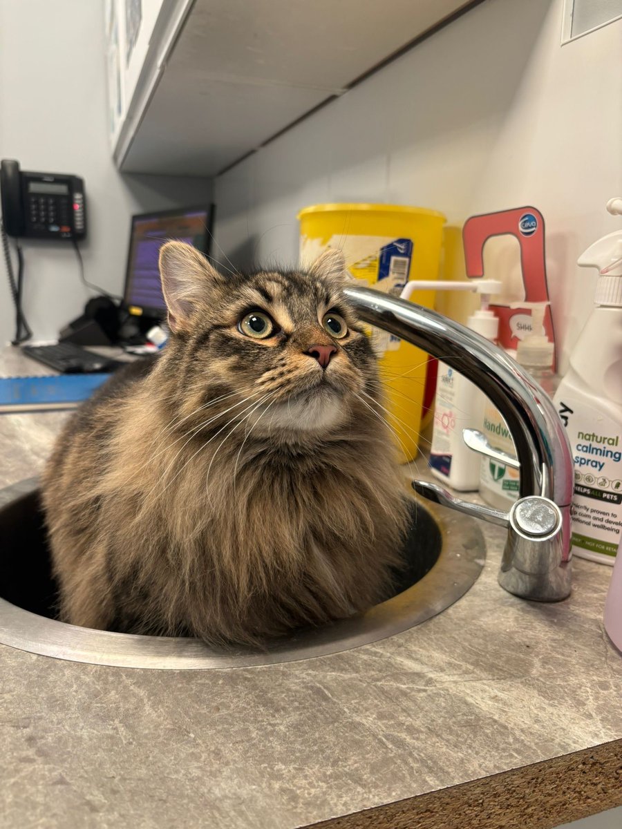 St Kitts Veterinary Group tweet media