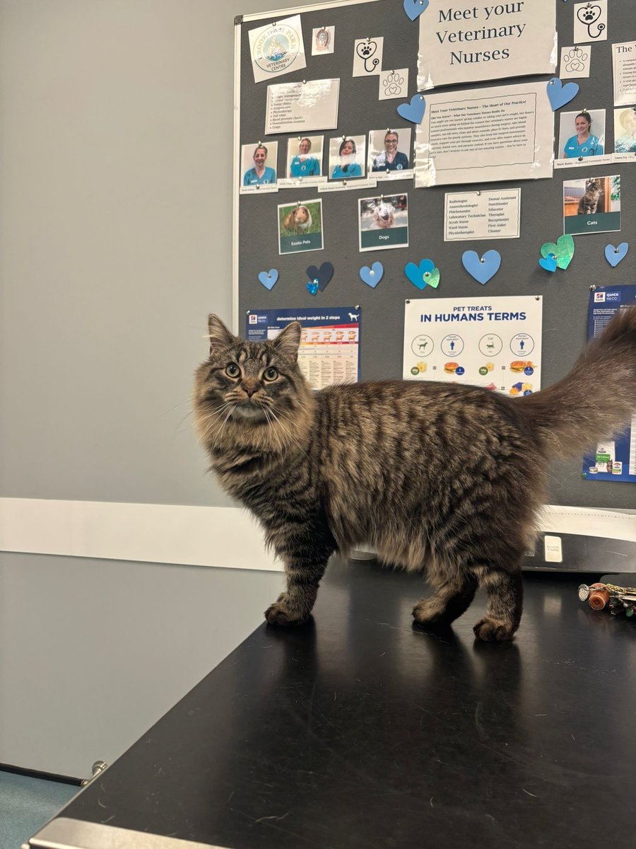 St Kitts Veterinary Group tweet media