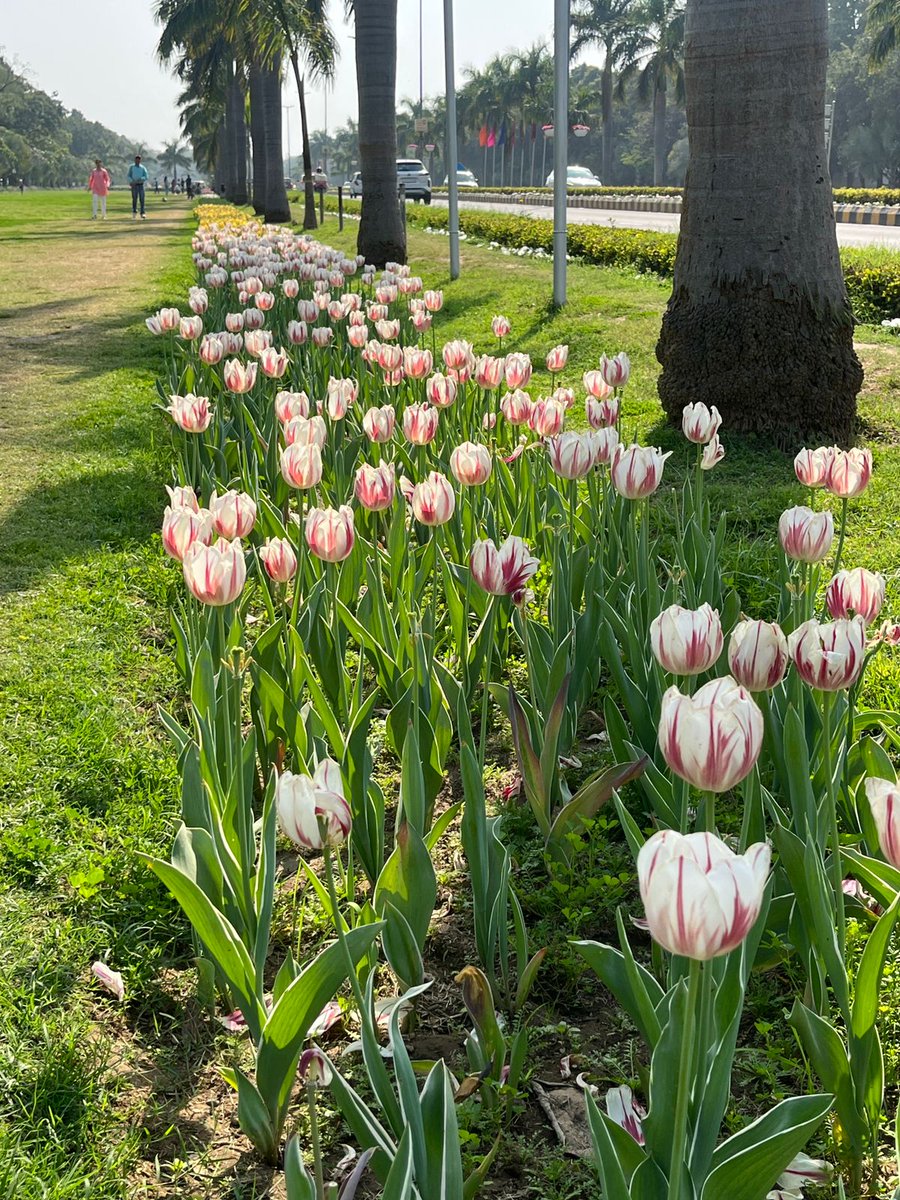 Ishcomic's tweet image. The Tulip Route 
Shanti Path 
#DelhiSpring