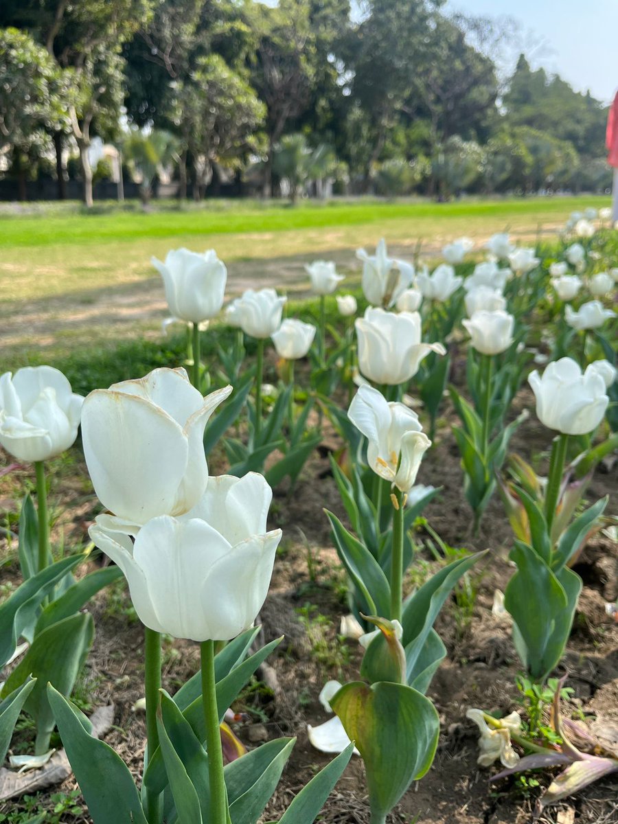 Ishcomic's tweet image. The Tulip Route 
Shanti Path 
#DelhiSpring