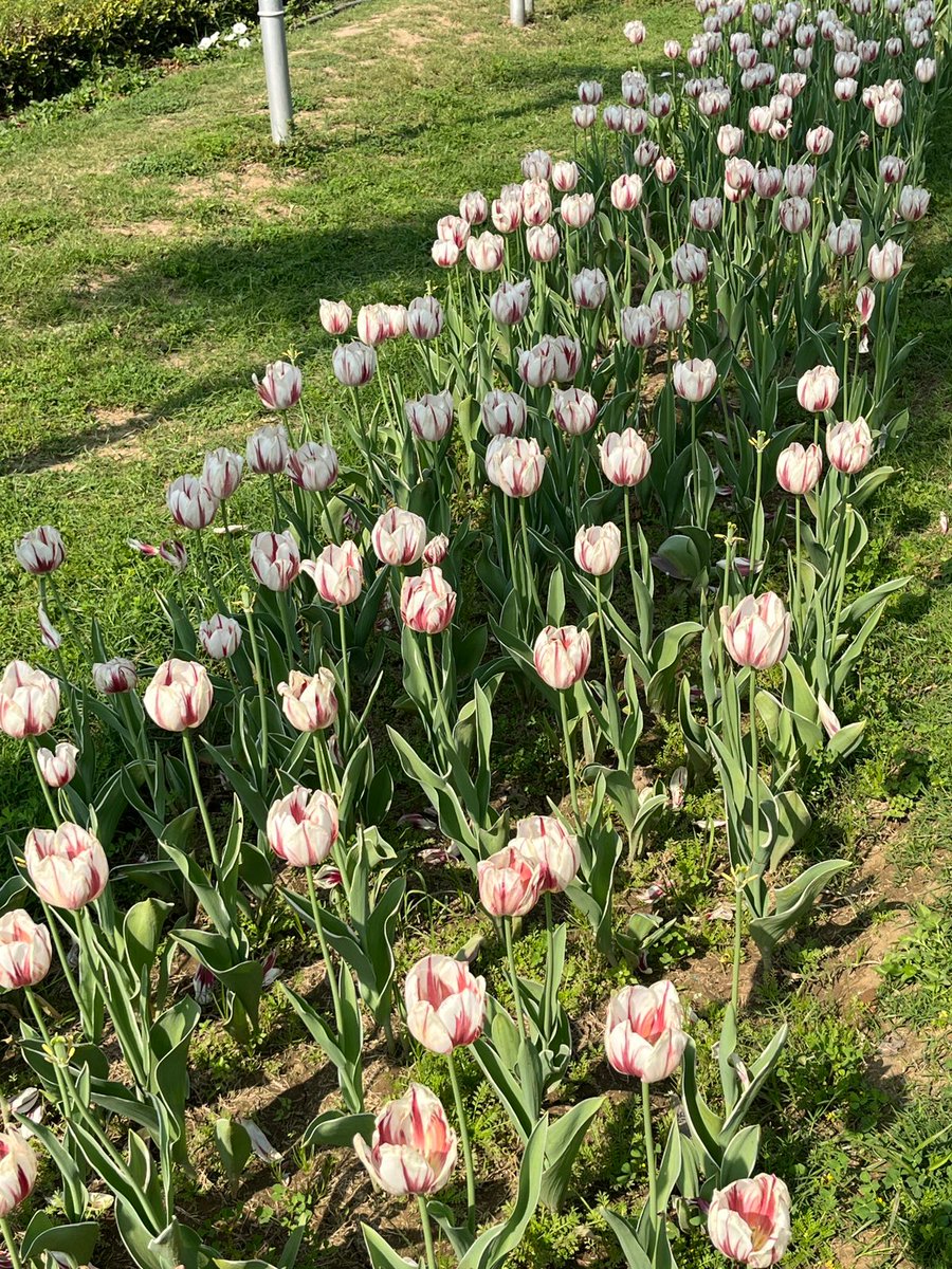 Ishcomic's tweet image. The Tulip Route 
Shanti Path 
#DelhiSpring