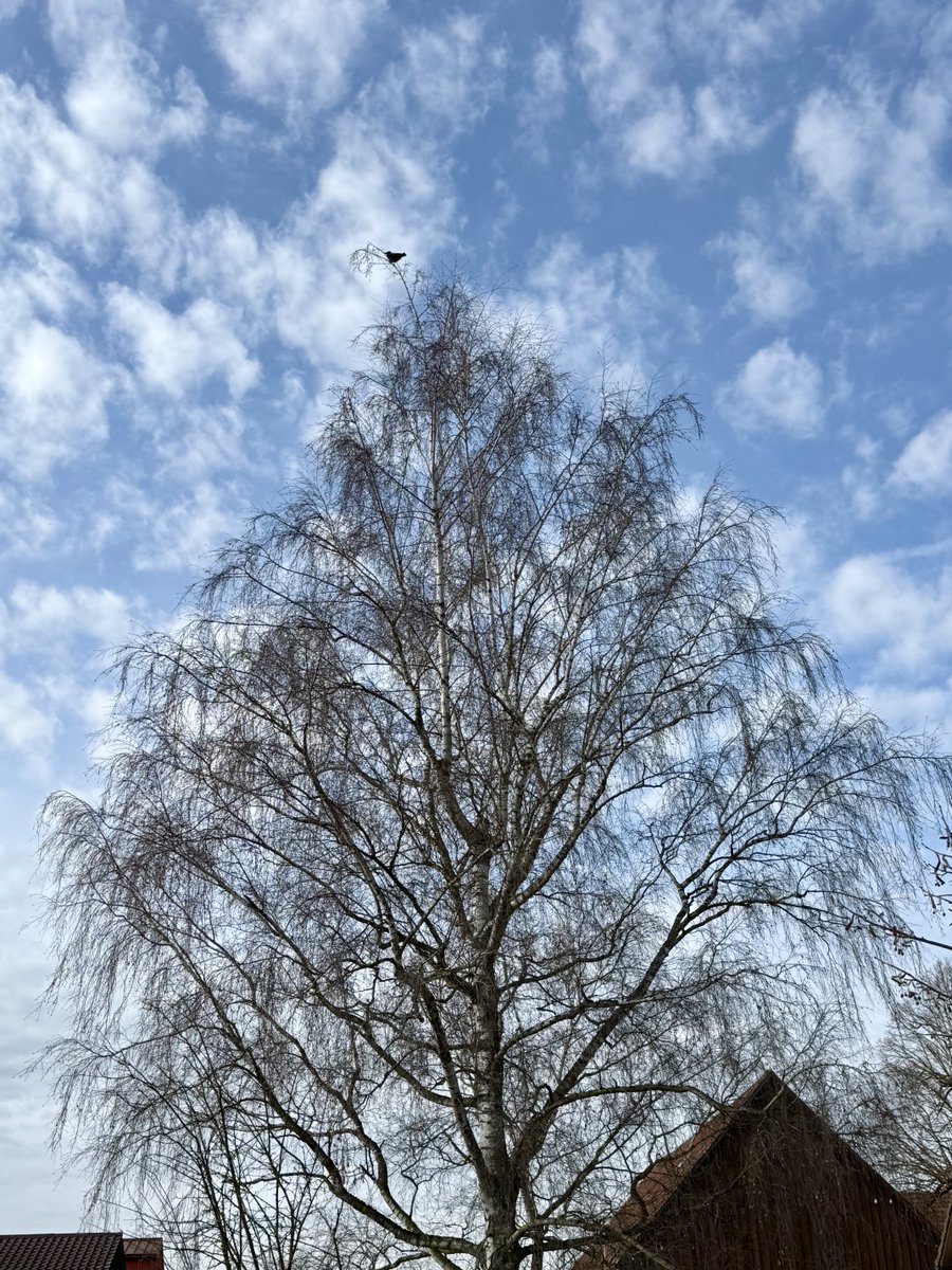 Tadaa! Das heutige Krähe-Suchbild ist da. 🧐😁😊😎