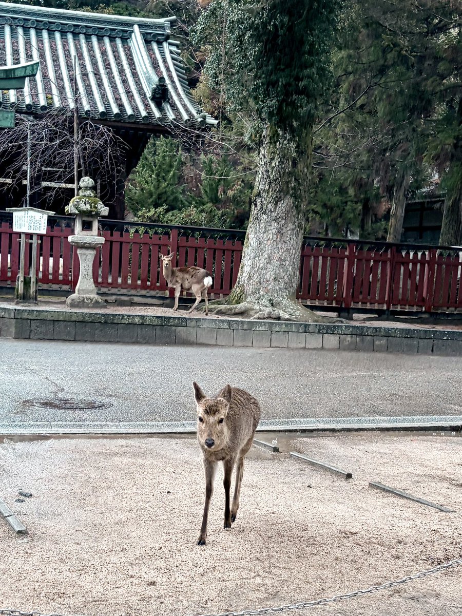 矢尾明子 tweet media