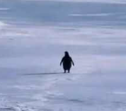 Tujigegege tweet media