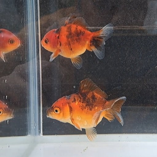 coco23949932's tweet photo. オランダショート6cm～8cm
全て四つ尾です。

価格等は、お気軽にお問い合わせ下さい。

他でも販売しておりますので、行き違いになることもあります。
ご了承下さい。 https://t.co/ZUndlE87nu