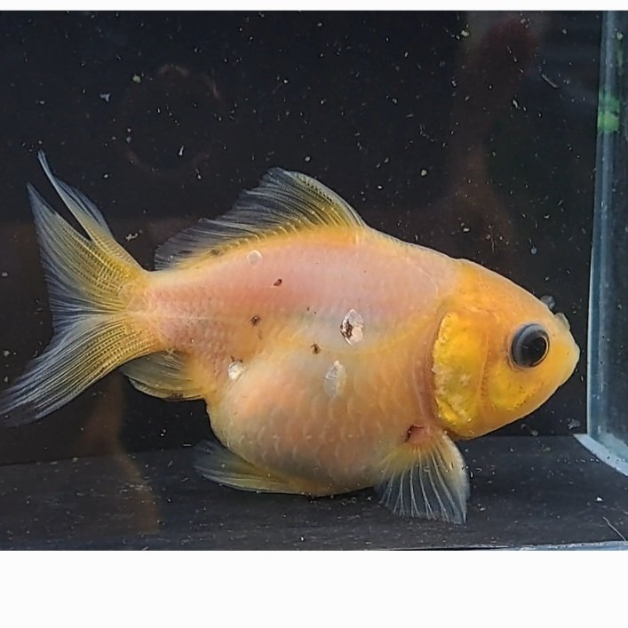 coco23949932's tweet photo. オランダショート6cm～8cm
全て四つ尾です。

価格等は、お気軽にお問い合わせ下さい。

他でも販売しておりますので、行き違いになることもあります。
ご了承下さい。 https://t.co/ZUndlE87nu