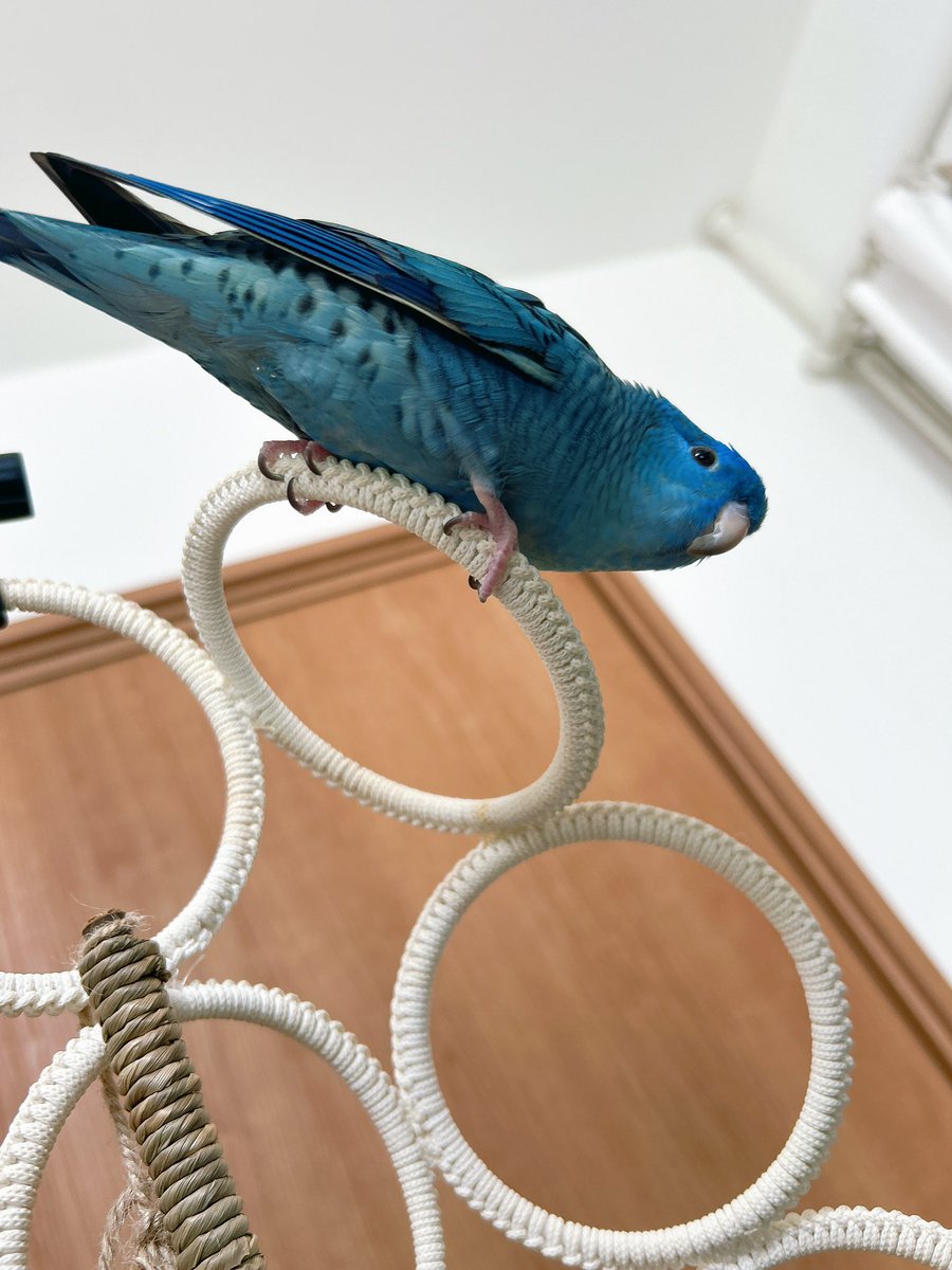 夢日和 tweet media