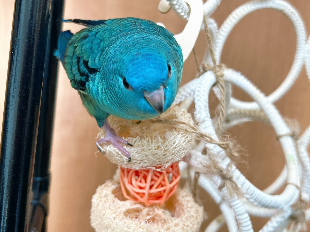 夢日和 tweet media