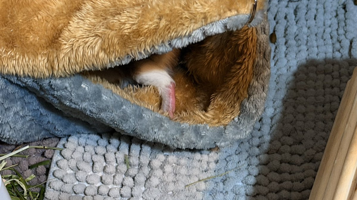 足、かわよ… #モルモット