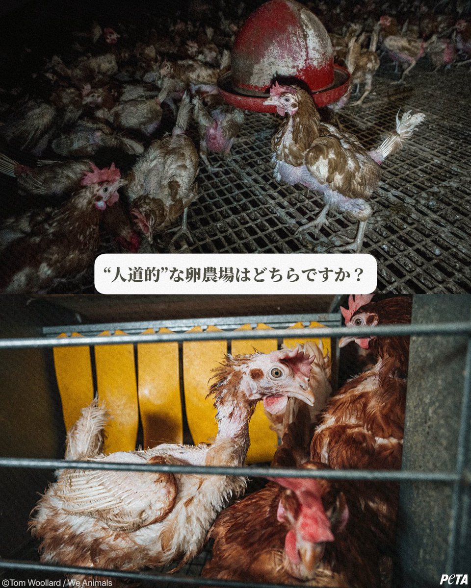 卵パックに「ケージフリー」と書いてあっても、鳥たちは依然として