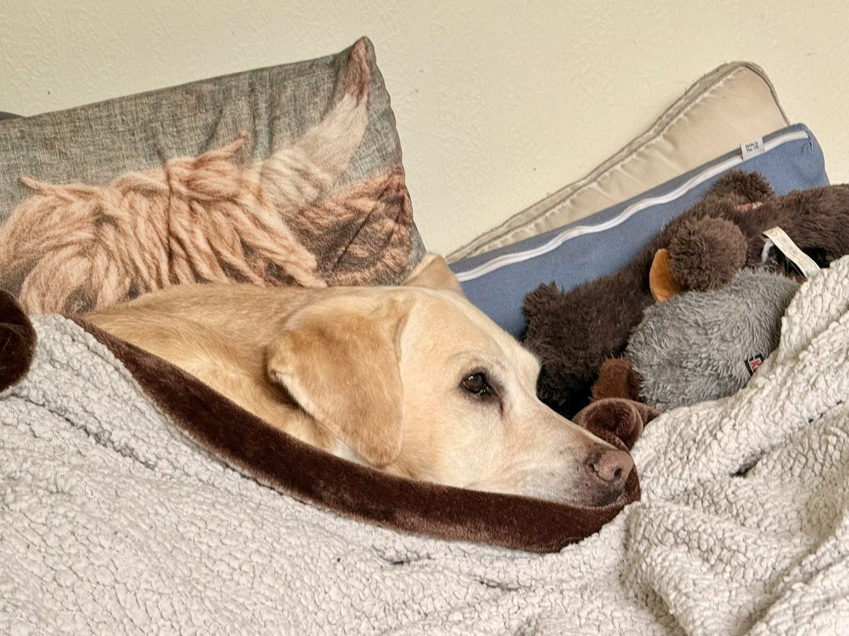 CaptaintheLabr1's tweet photo. Saturday mornings, Captain-style 🐾
Breakfast done. Blankets claimed. Zero plans except naps, cuddles, and judging the world softly from under the duvet.

Honestly? Same, Captain. Same.

#SaturdayMood #DogsofTwitter #LazyMorning #WeekendVibes #Cozy #DogLife #LabradorLove https://t.co/qNZ9X2x8ZP