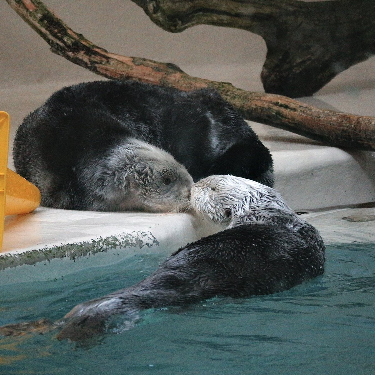 ちゃたろうL＇ (@schataro) / Posts / X