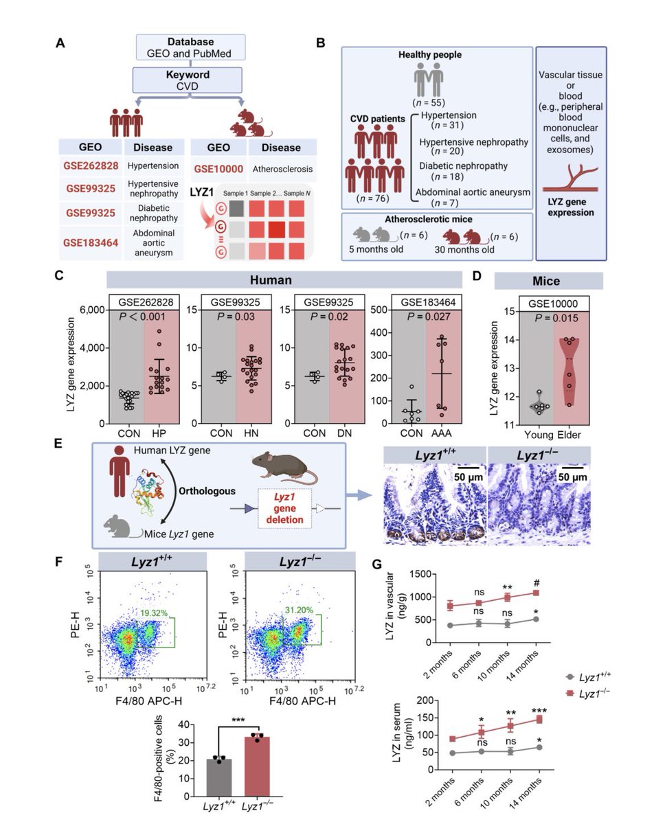 Research_Jrnl's tweet image. Gut Microbiota Modulation by Lysozyme as a Key Regulator of Vascular Inflammatory Aging. Click the link below to read this free, open access article. doi.org/10.34133/resea… #GutMicrobiome #Inflammaging #VascularHealth #AgingBiology