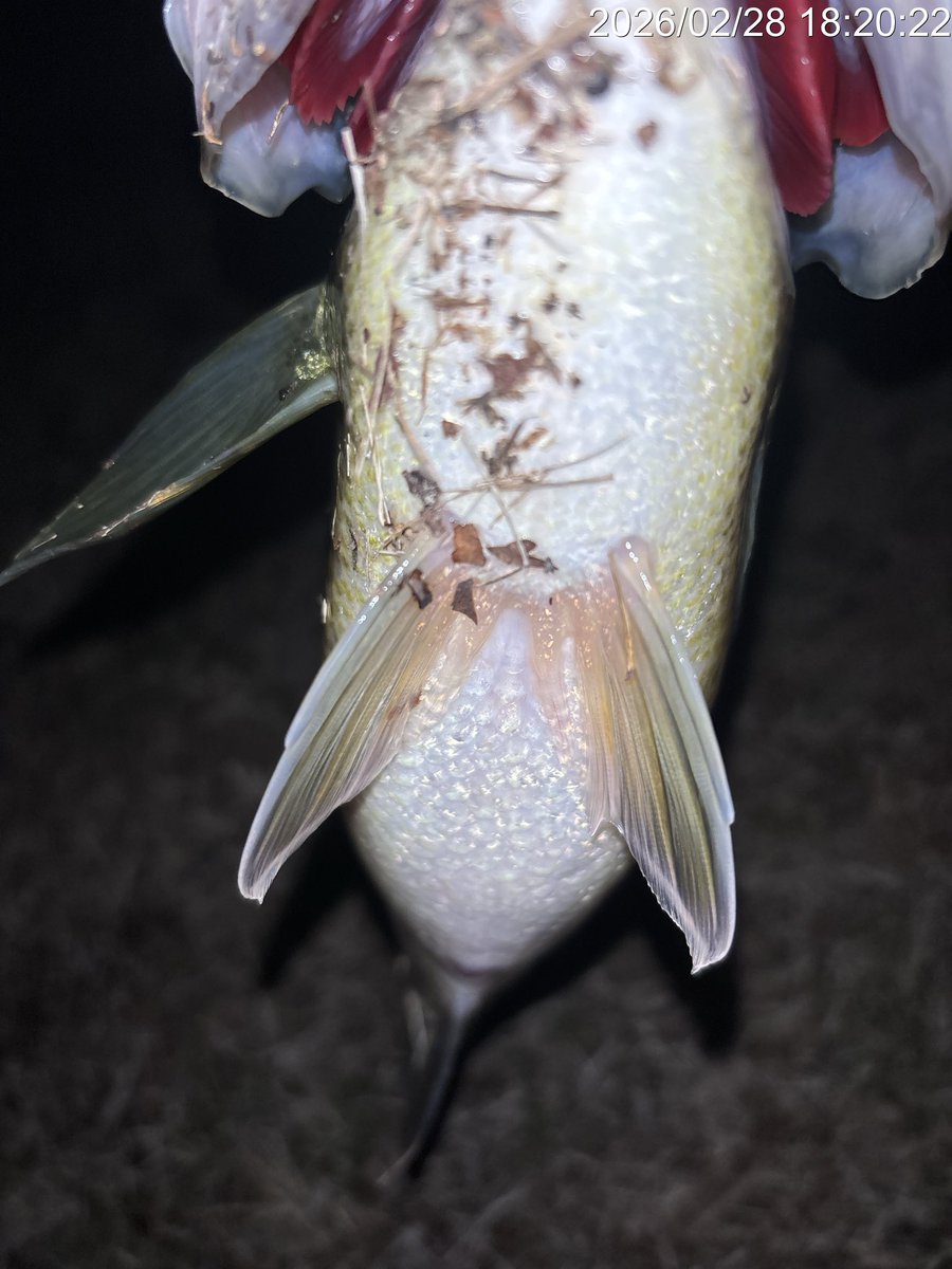 XkHQtZK8kx3fhWt's tweet photo. めっちゃバスフィッシングな展開過ぎるぅぅぅ😆👍🎣🔥!
バクシンスピナーベイト 白菜サンフィッシュDIOのスローロールで腹パンチコリンな43きました〜😊👍🎣!!
#plotz2月チャレンジ26
#ほら白菜
#BAKSYN
@plotz_lure https://t.co/RnoAiSYElI