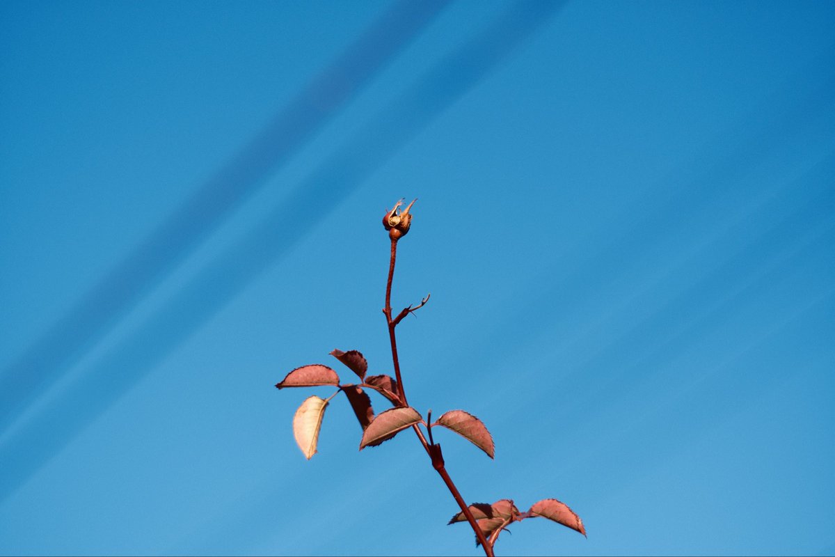 ちゃま🐺✰ tweet media