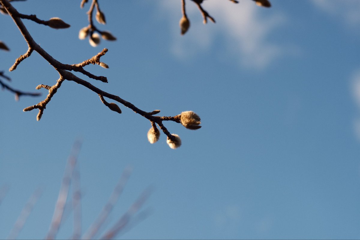 ちゃま🐺✰ tweet media