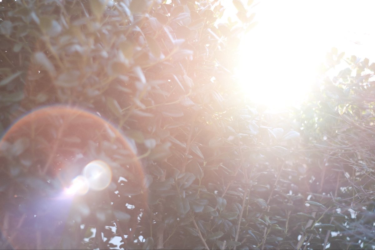 ちゃま🐺✰ tweet media