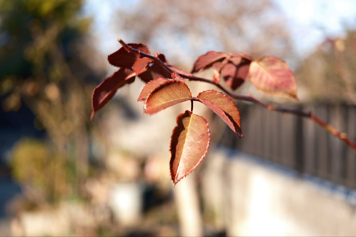 ちゃま🐺✰ tweet media