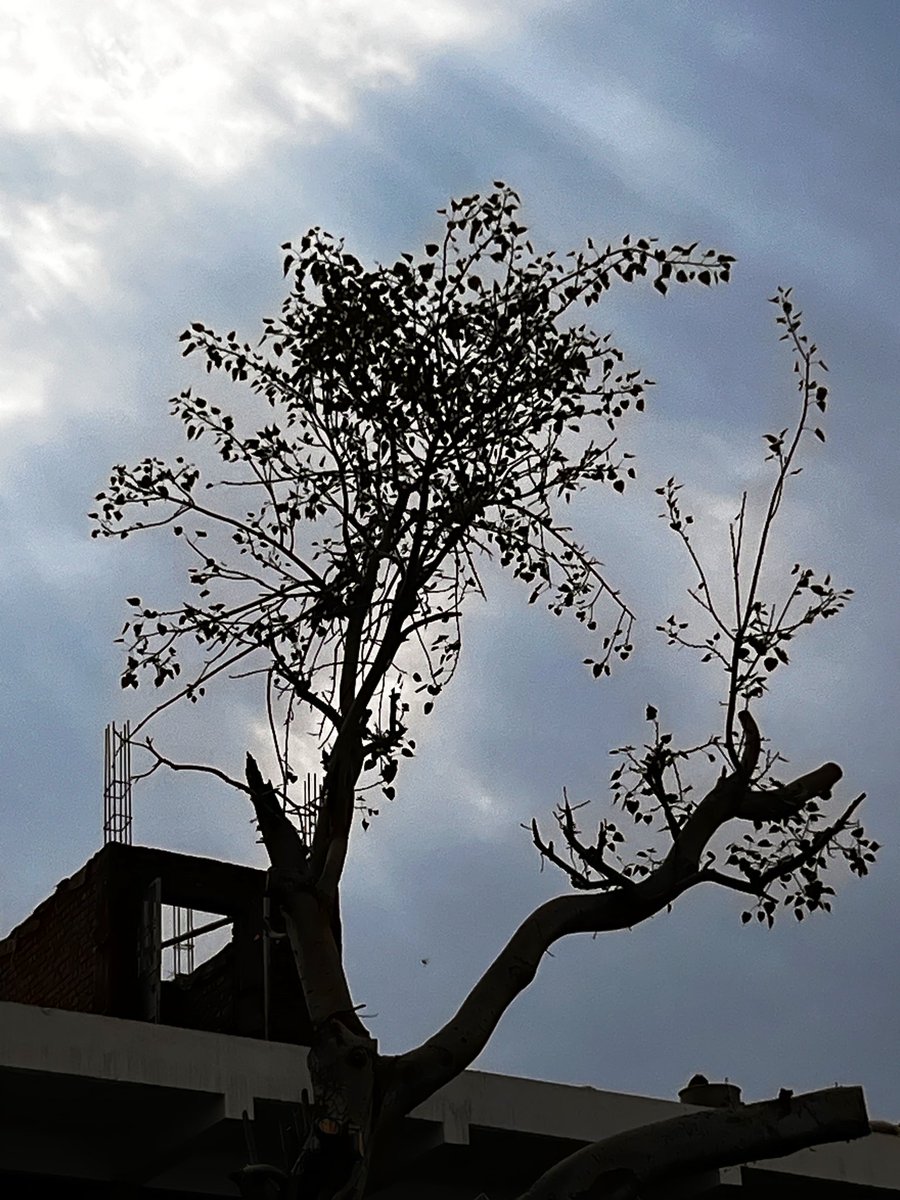 dassnikhil's tweet image. Chopping down a #GreenTree 
#Heritage of a City is the WORST CRIME #Indians do often and more easier in #UttarPradesh 
This PEEPAL TREE MUST BE AROUND 8-9 decades old Green 
But Chopped down Mercilessly