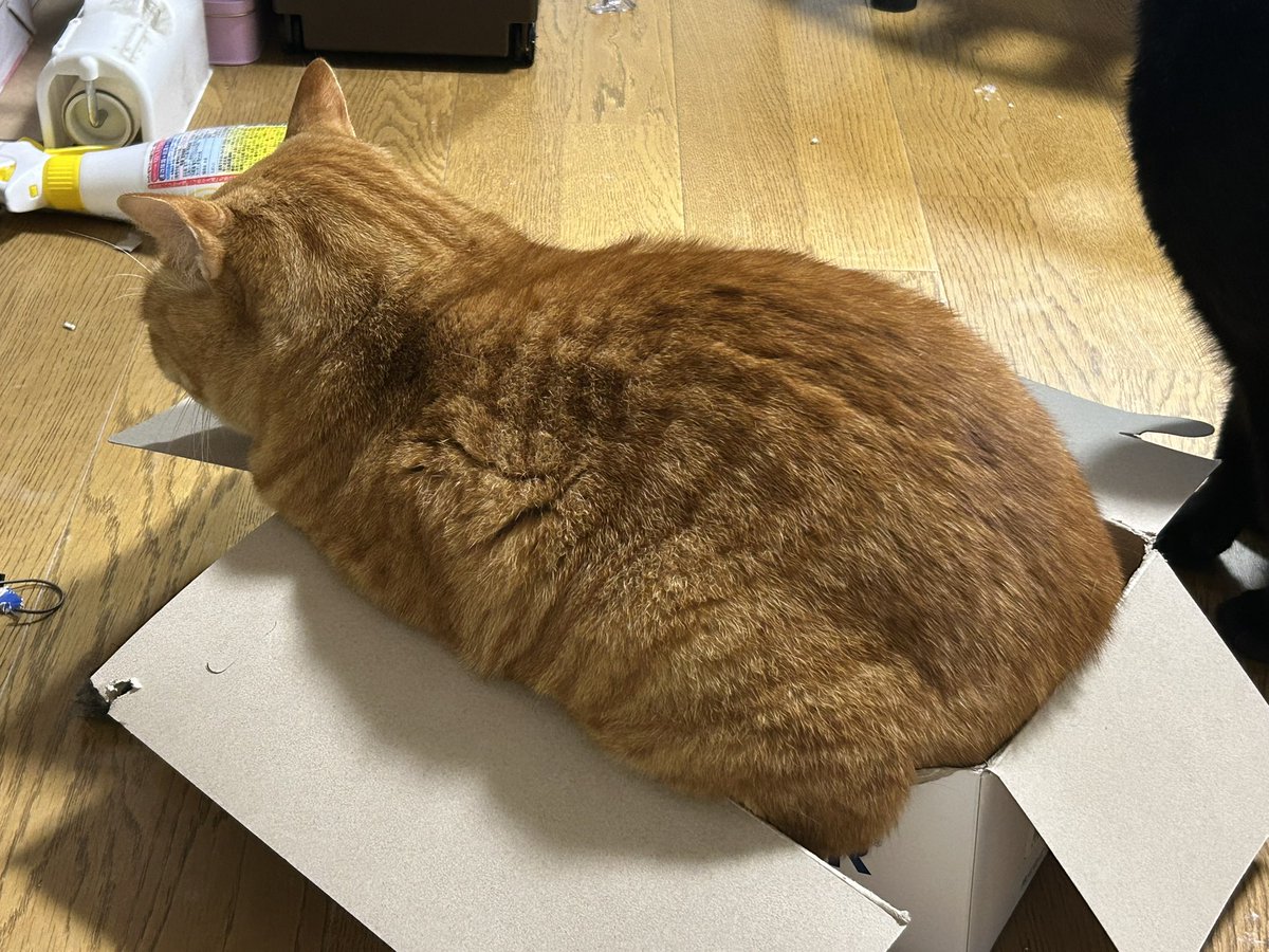 二年前23cmの靴箱にすっぽり入れたお前はどこへ行ってしまったんや……