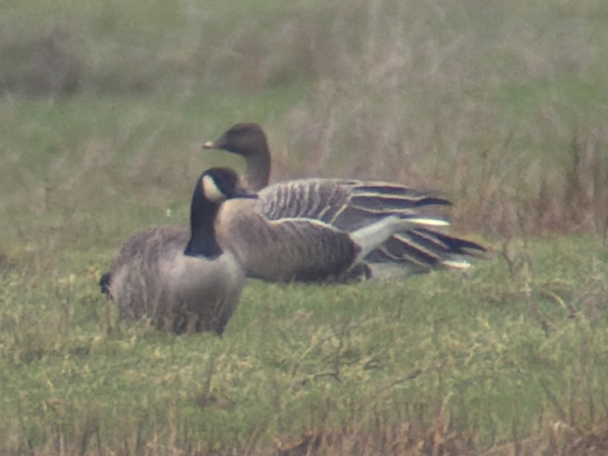 Stuart's birding tweet media