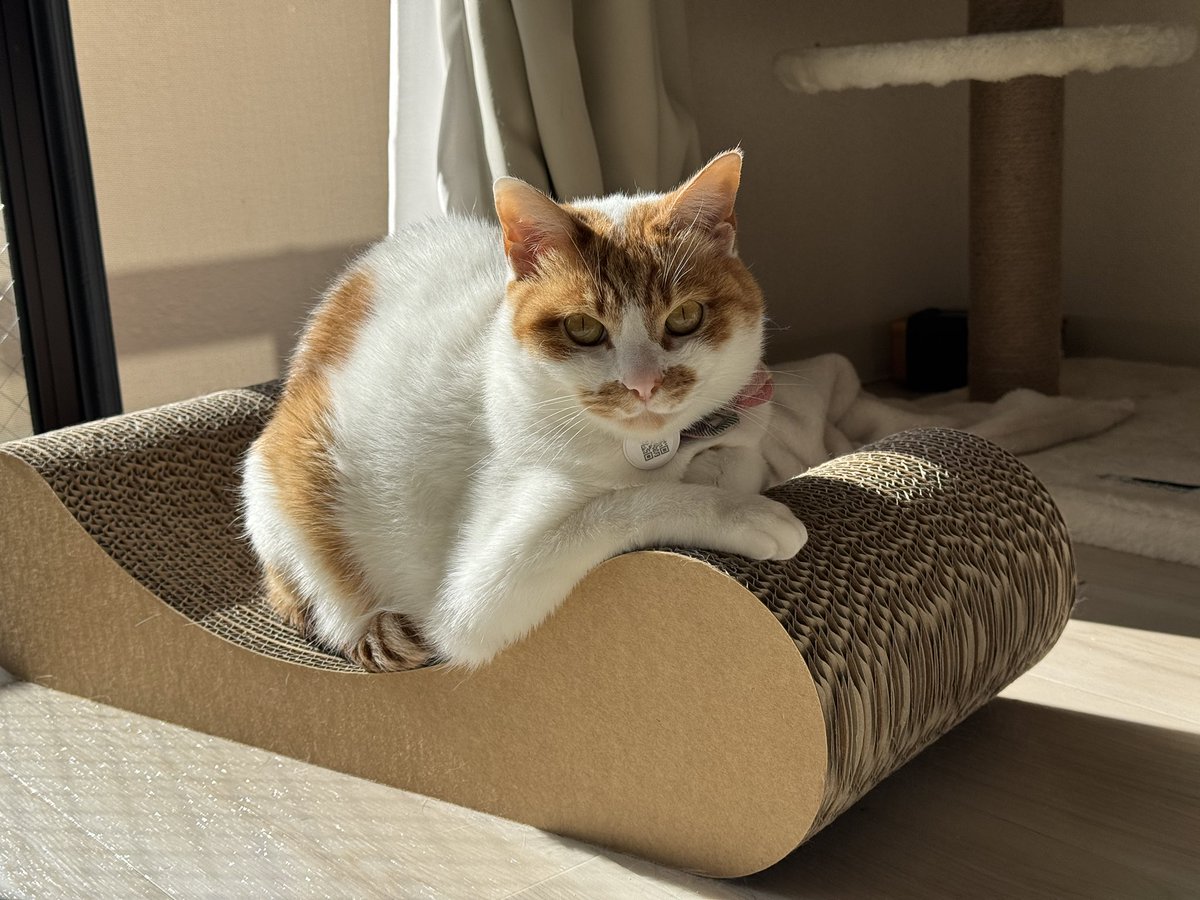 とても偉そうなﾈｯｺ居た
まぁ偉いか🤔