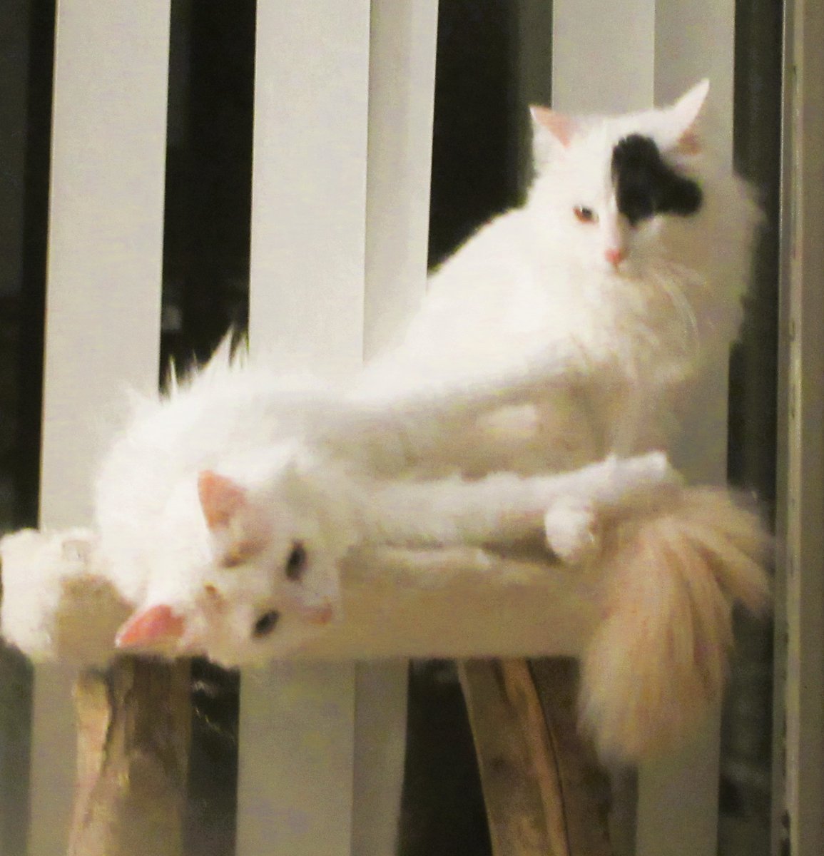 CatTulpan's tweet image. We have big news. We have new treats. That's not so special, but Tulpan likes them too. The staff had already tried so many things since Tulpan came to live with her in the summer of 2019.
#Caterday #TurkishVanCats #CatsOfTwitter