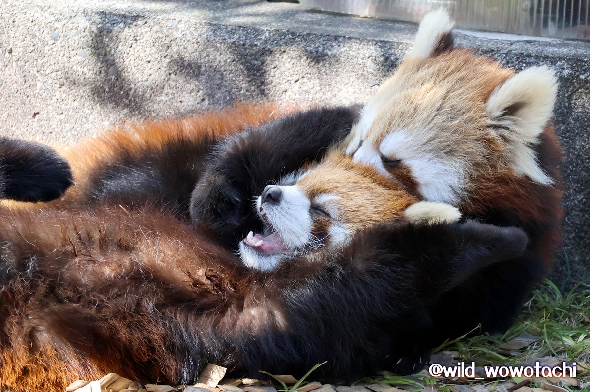 ニコななこちゃん 100日齢の頃（引用）と同じポーズを7ヶ月になって逆