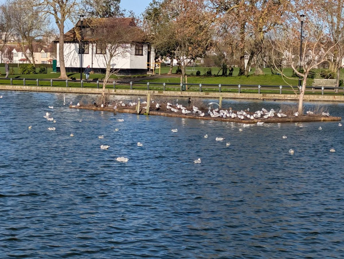 Southchurch Beach and Park in February sunshine this morning. A lovely change from all the rain!

📷: Carole Wells 

Photos originally published on Friends of Southend group, 17/02/26