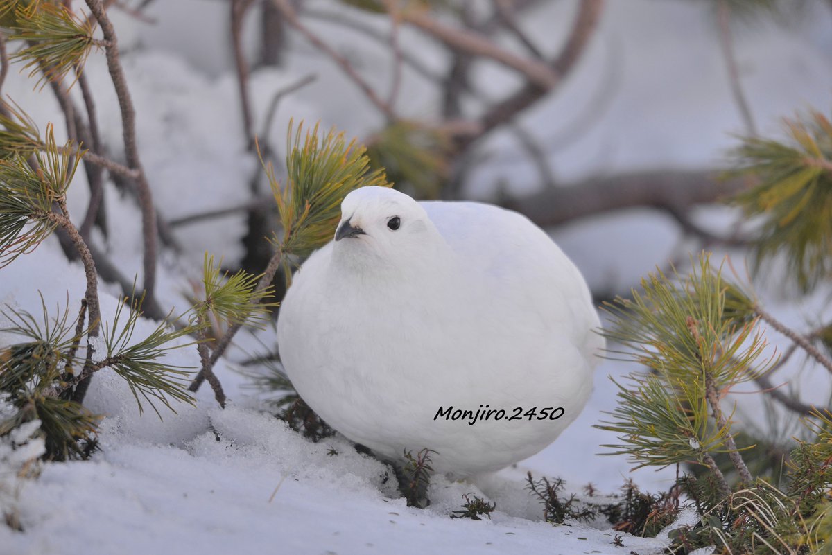 冬羽のメスライチョウ🐦 
白いからジィ～っとしていると 何処にいるのか分からない 気が付くと足元にいたりするよ🥰